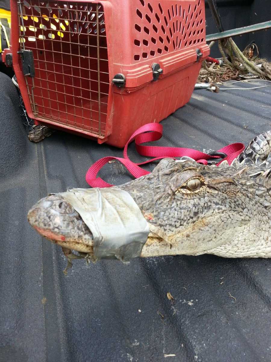 Alligator captured in Brookhaven