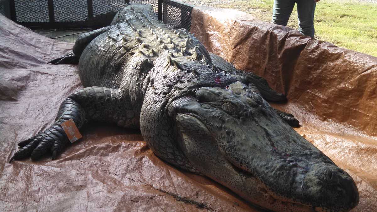 Mississippi alligator hunt nets new recordsetter