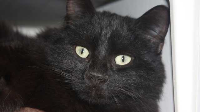 Mississippi Animal Rescue League seeks contest votes Mississippi Animal Rescue League seeks contest votes