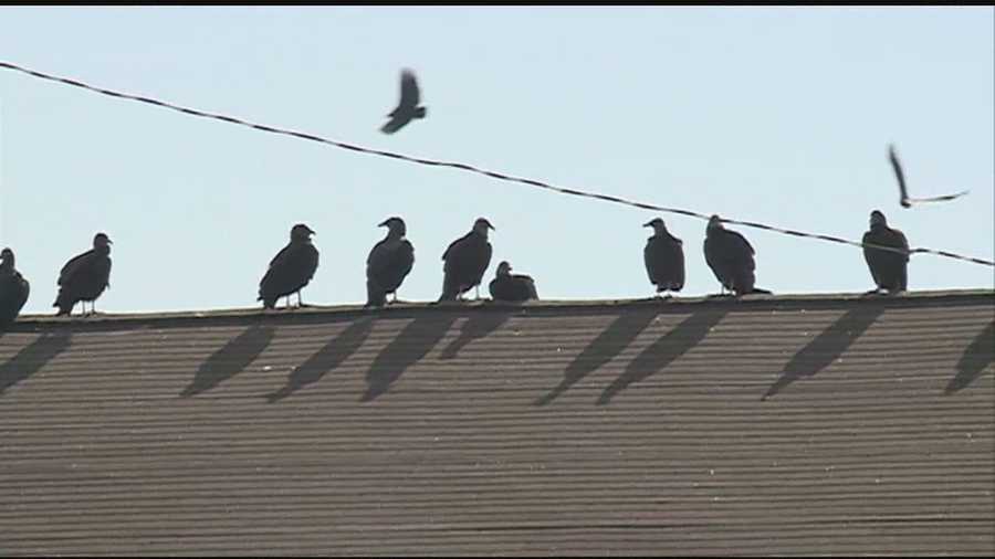 Buzzard problem spreads to another building