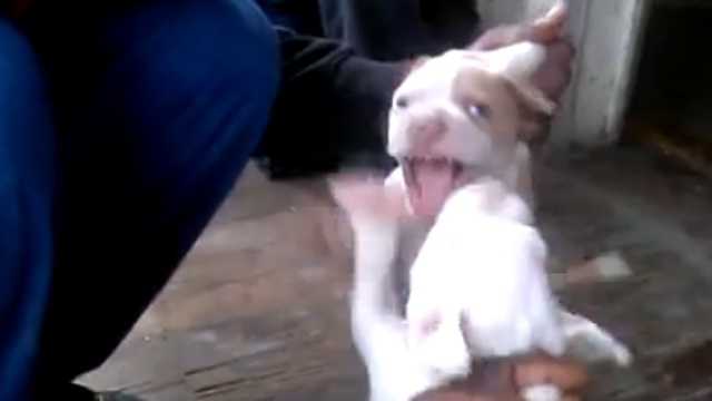 pitbull dogs fighting