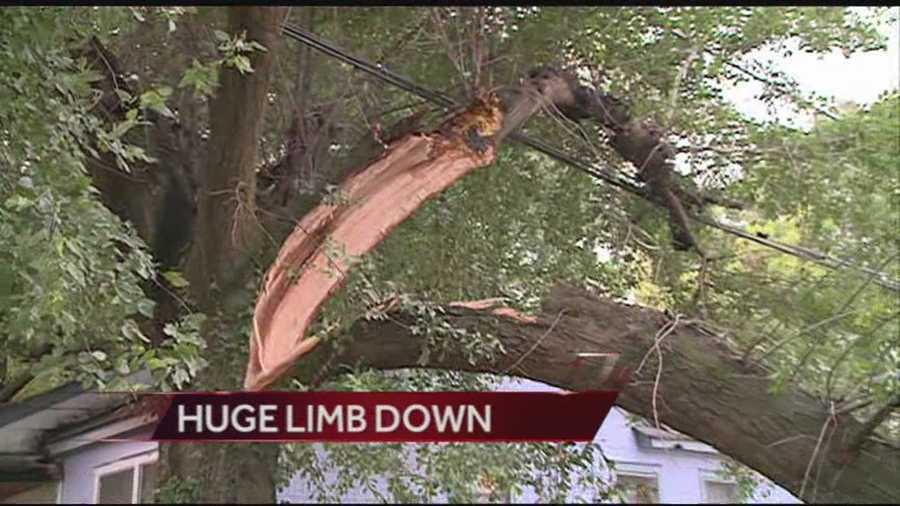 A huge tree limb fell overnight, blocking a portion of a neighborhood road in Jackson.