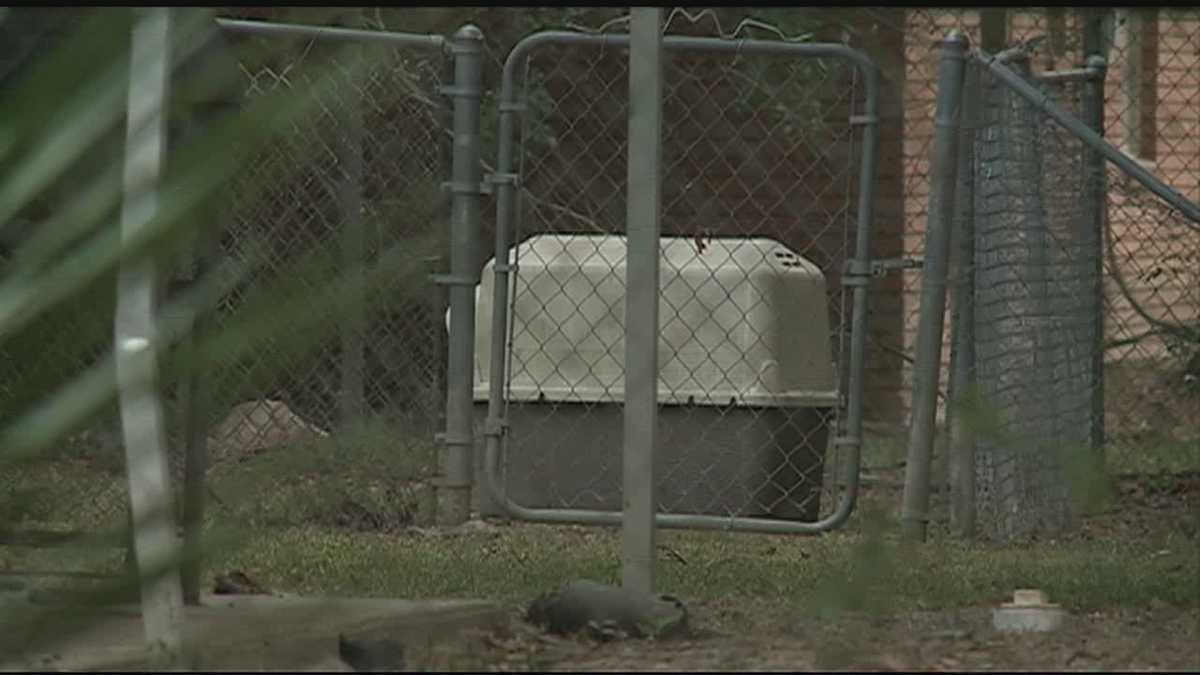 Dog dies after being chained to fence without shade, water