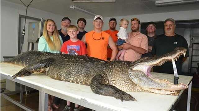 319 Pound Record Female Alligator Caught At Eagle Lake