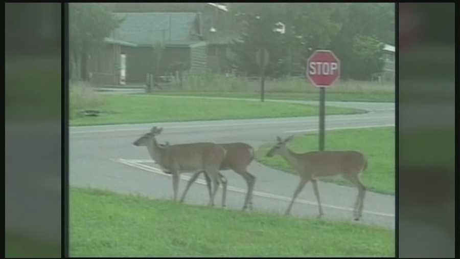 It's the time of year when deer and people are coming together too often, Scott Simmons reports.