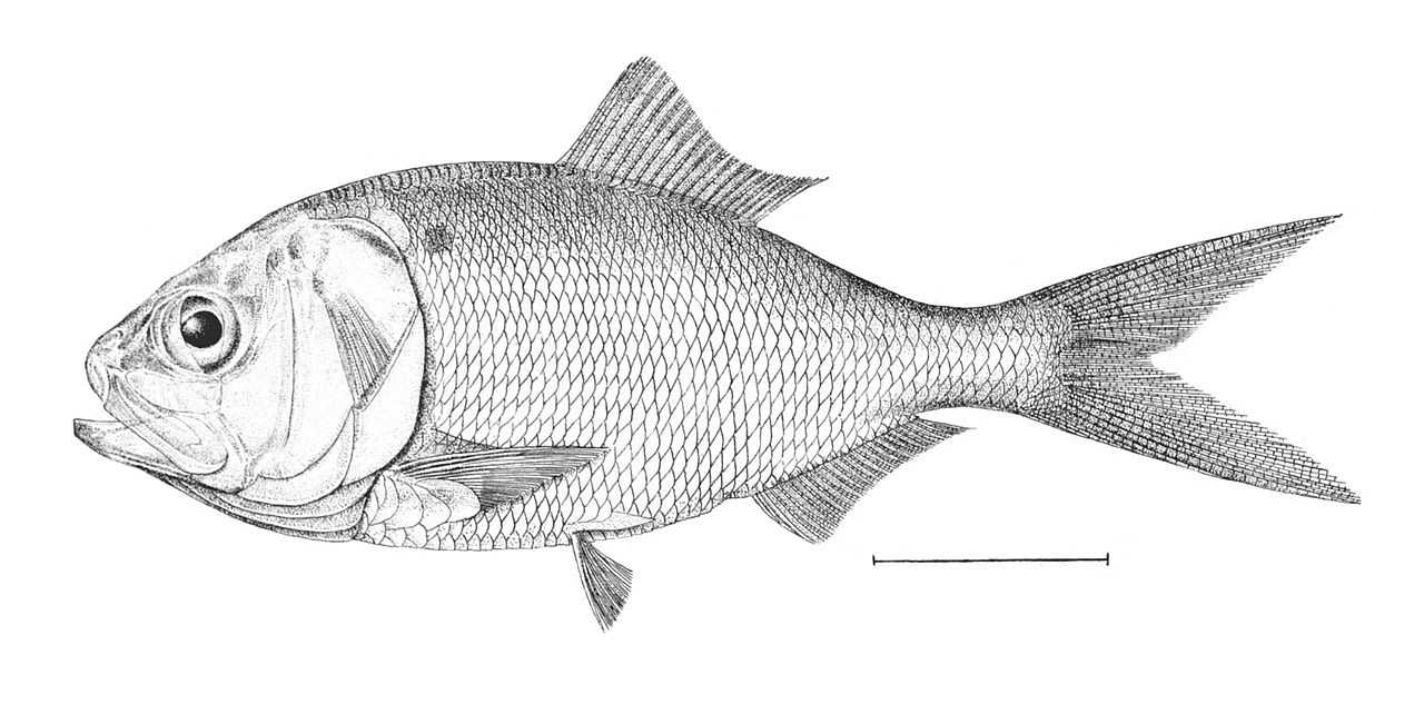 Sardine fish hand drawing vintage engraving illustration Stock Vector Image   Art  Alamy