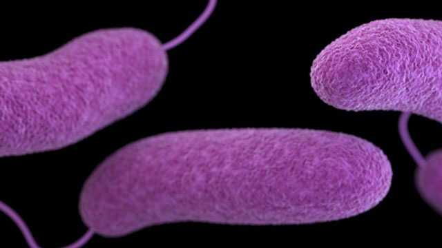 Mississippi confirms 2nd Vibrio vulnificus infection of 2016