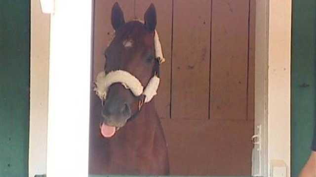 Kentucky Derby winner I'll Have Another rests comfortable in his stall, hamming it up for the cameras. | WBAL-TV