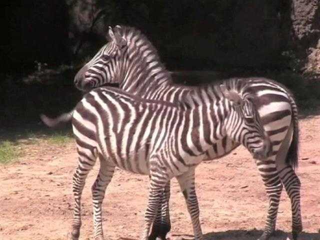 Plains Zebra  The Maryland Zoo