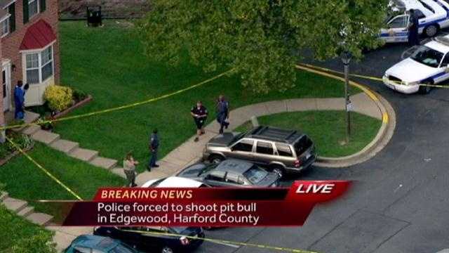 Deputy Fatally Shoots Pit Bull In Harford County