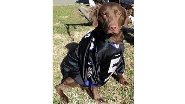 Ravens best sale jersey dog