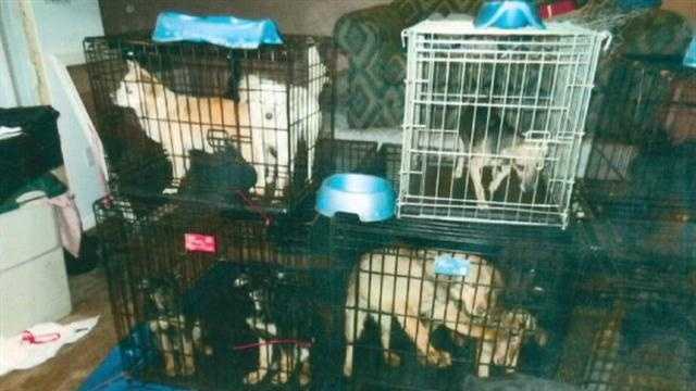 Several animals were found in cages in deplorable conditions at a home in Parkville that officials said was being used as an animal rescue. 