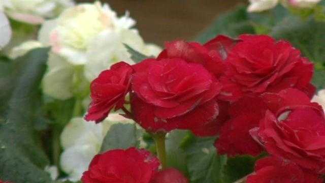 Disease Destroying Flowers Impatiens Hard To Find Disease Destroying Flowers Impatiens Hard To Find
