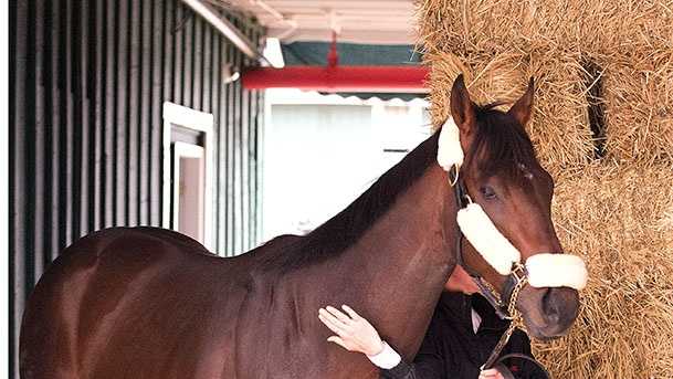 Kentucky Derby winner, Orb, arrives at Pimlico Race Course on Monday, May 13 for Saturday’s $1 million Preakness Stakes