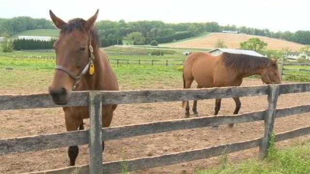 horse breeding farms