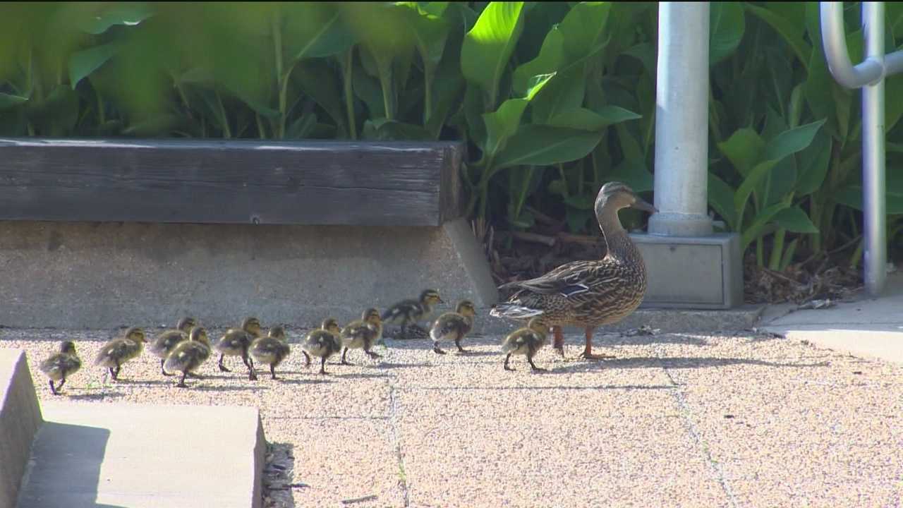 Mallard, 11 ducklings become hospital attraction