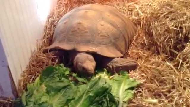 Missing 20-year-old tortoise found in closet