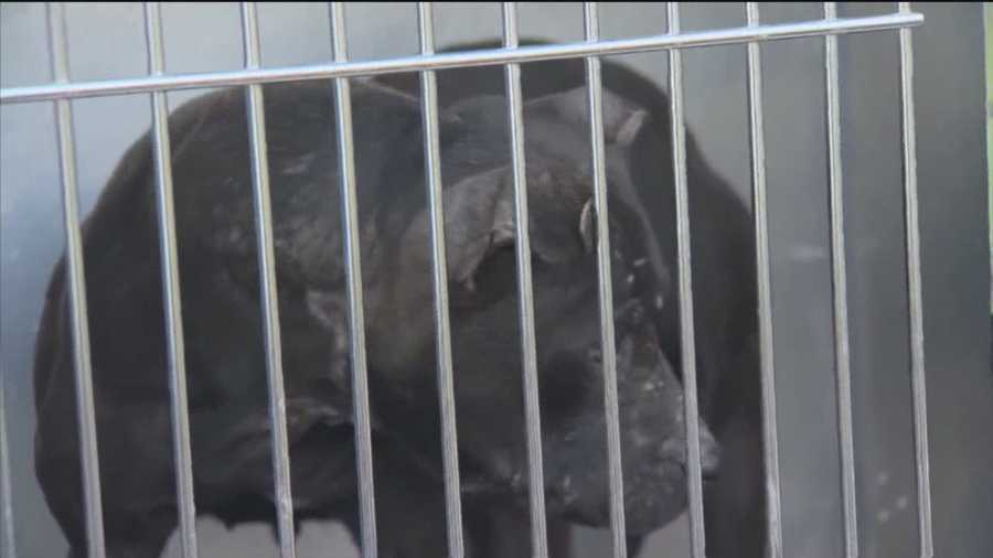 Dozens of dogs that were rescued when police busted an alleged dog-fighting ring in west Baltimore are recovering at BARCS.