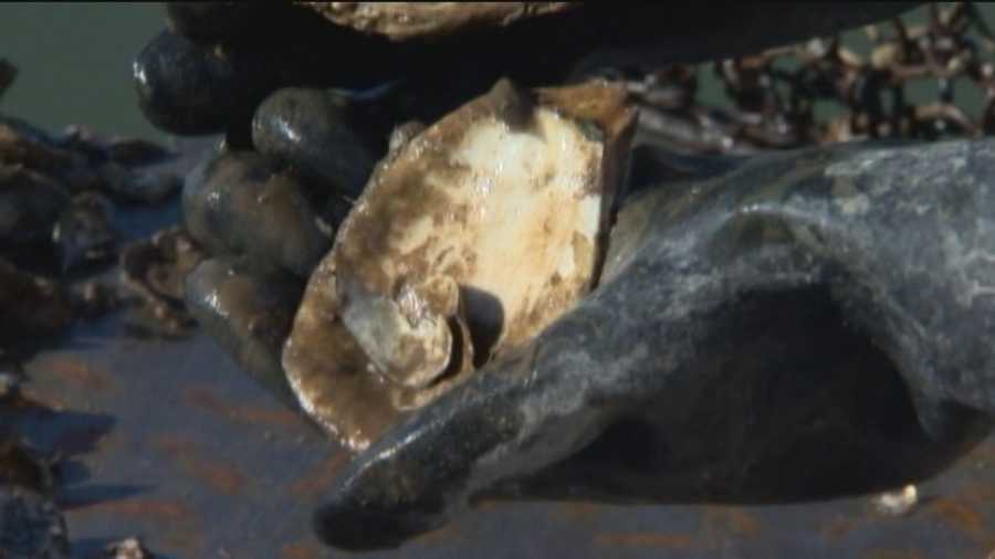 More than 100,000 tons of fossilized oyster shells were unveiled Friday to help rebuild habitat in oyster sanctuaries on Maryland's Eastern Shore.