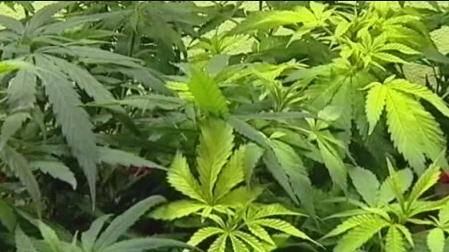 Scores of people from all over the state attended a marijuana rally supporting everything from making it legal, decriminalizing it to expanding medical marijuana, but there were not enough votes in out of a Senate or House committee this session.