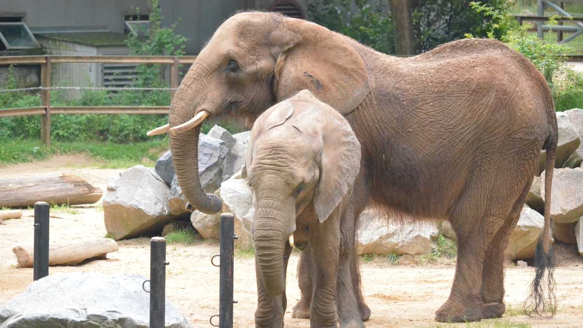 elephant life expectancy in zoo