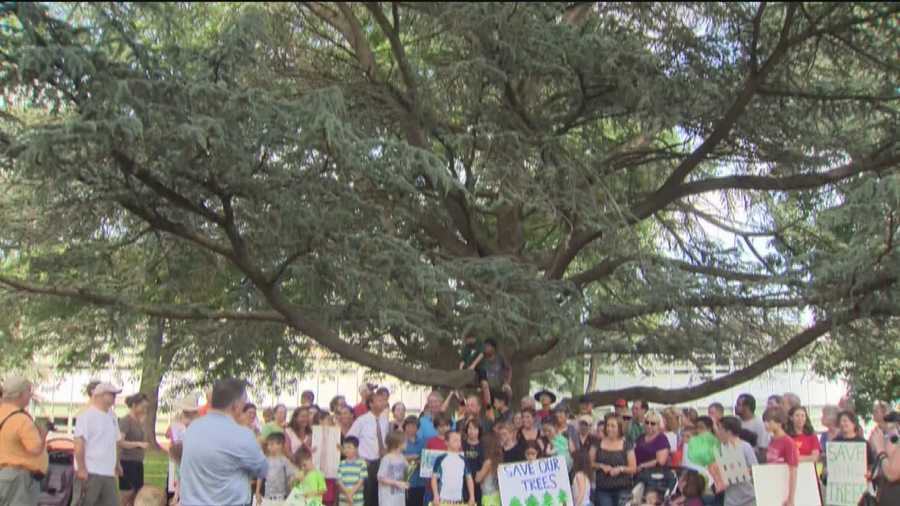 Groups seek to save historic trees from demolition
