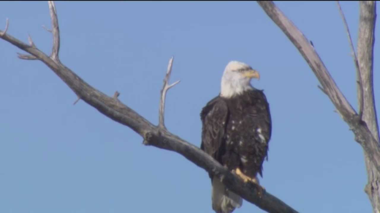 Md. Zoo wants public to help name new bald eagle