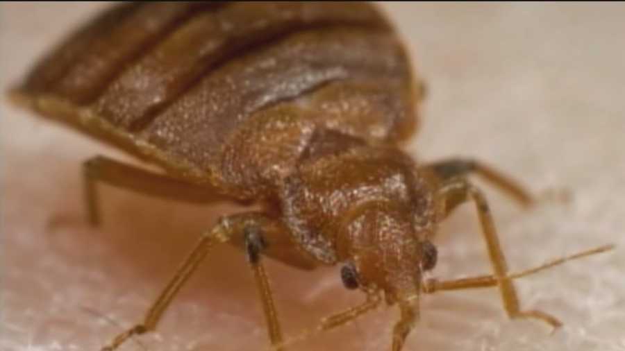 Bedbugs were found at State Highway Administration headquarters buildings in downtown Baltimore.