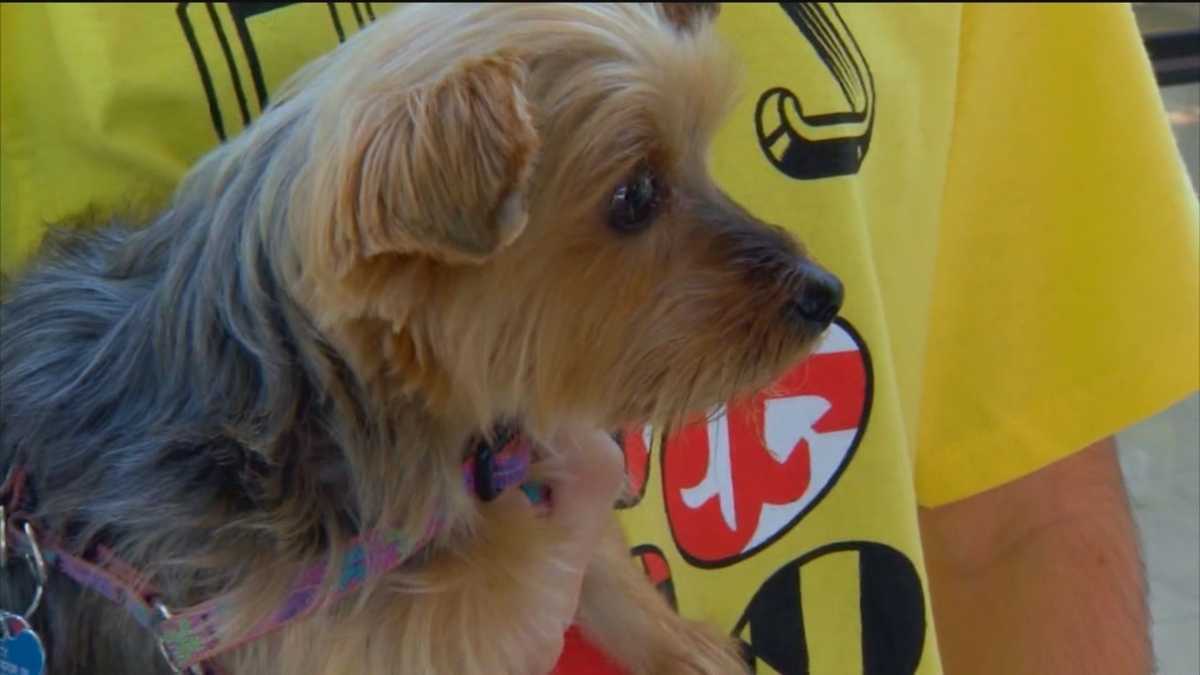 TSA offers advice on pet travel