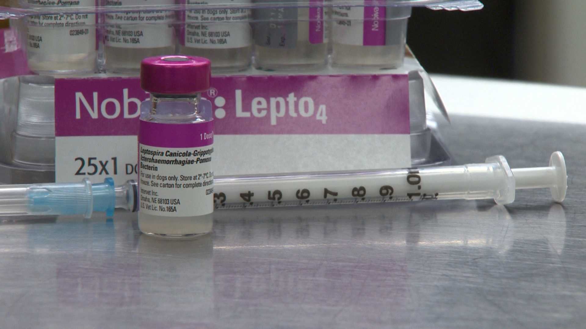 Preview: What's Leptospirosis?