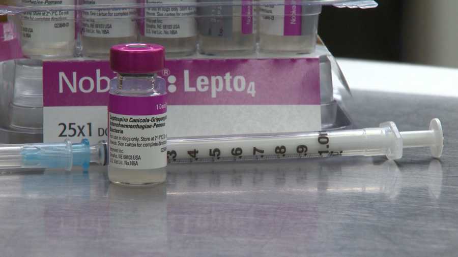 Preview What's Leptospirosis?
