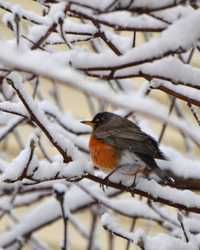 "If anyone is wondering where the first robins of spring are, I have the answer. They are all in my back yard in Glen Burnie. I've counted 37 but can't get all of them in one photo.  I've never seen so many robins together before," Patrick Lynch said.