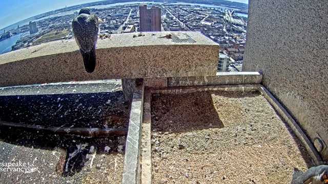 Peregrine falcons relax at the top of the TransAmerica building in Baltimore.  People can view their activity on a new webcam.