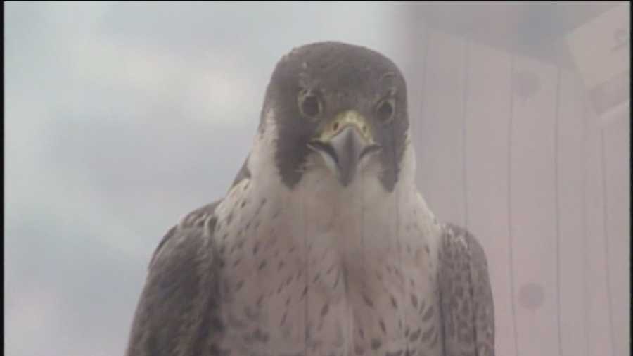 There's a lot going on the ledge of the 33rd floor of the Transamerica Building. Baltimore's Peregrine Falcons Bo and Barb are new parents.
