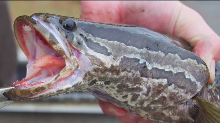 Northern snakehead fish found in Md. ponds