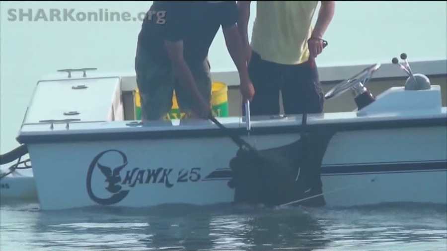 Activists seek to end cownose ray tournament
