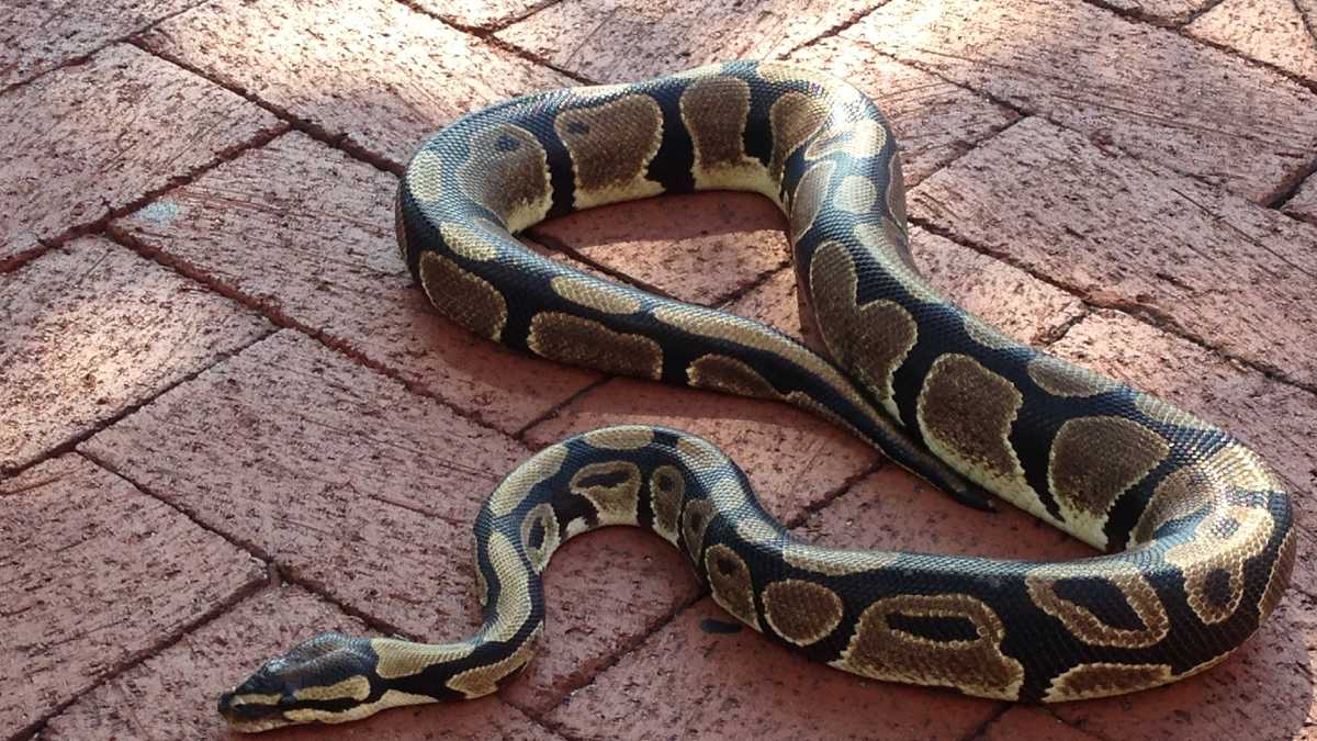 Python found in Inner Harbor water wheel