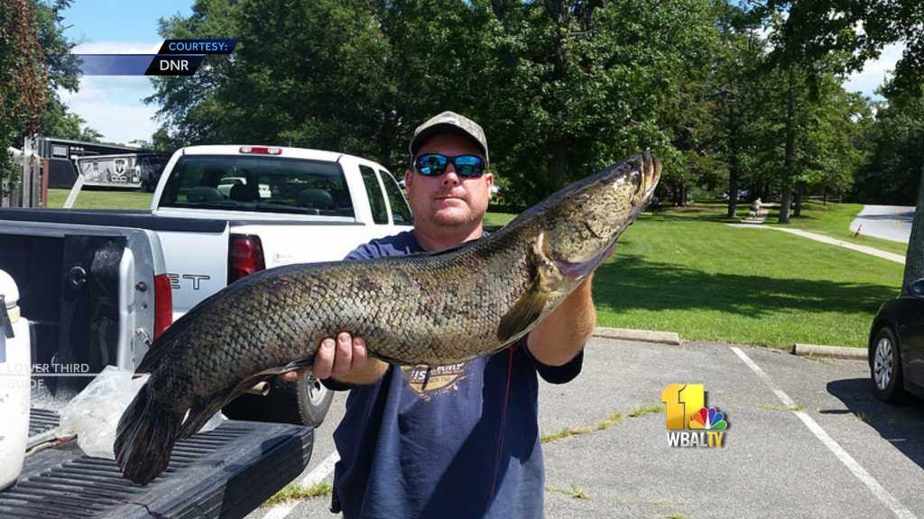 Man Catches Record-setting Snakehead Fish