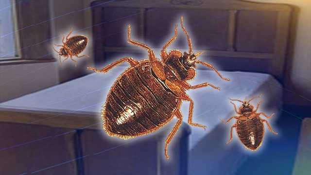 Bed Bugs Prompt Closure Of State Correctional Office Building