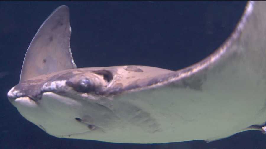 Some of the brightest minds in marine science gathered at the National Aquarium in Baltimore Thursday to find out the status of the cownose ray population and to see if the species needs to be managed.