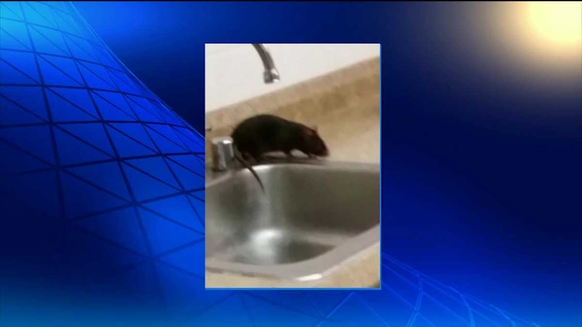 Residents show how rats infiltrated their condos
