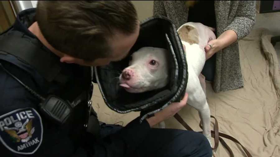 People are captivated by a local story of a severely injured dog recovering at a south Baltimore animal shelter. BARCS put a story online about the dog rescued from the train tracks by an Amtrak police officer. More than 2 million people have read the story.