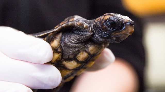 Photos: Baby loggerhead turtle gets name