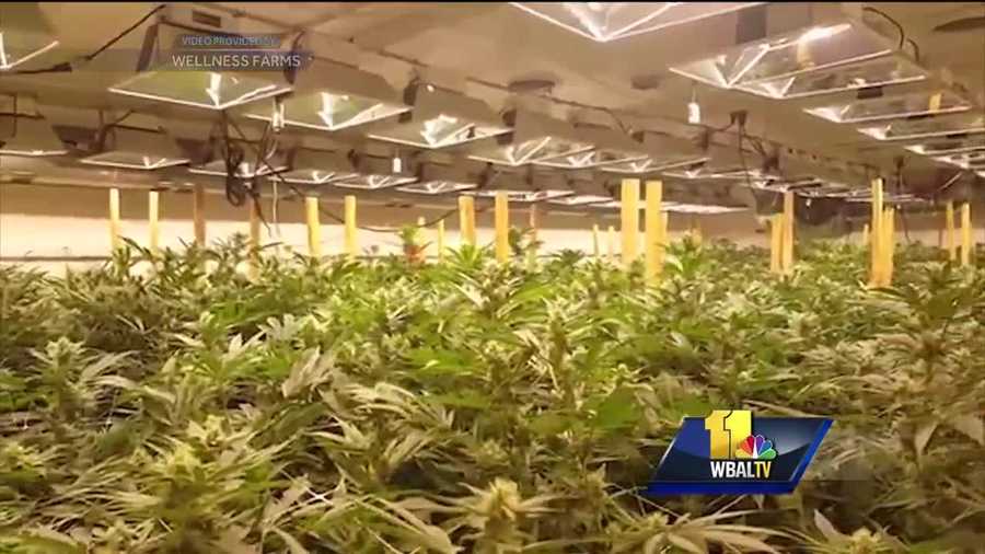 The University of Maryland-Eastern Shore is teaming up with a company that wants a license to grow medical marijuana. Some said the unique collaboration will help the school and the community, but others aren't so sure.