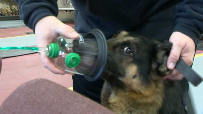 Fire company receives oxygen masks for pets