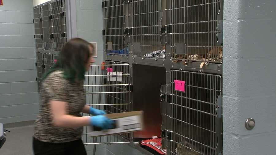 Workers prepare to move animals into a new 19,000-square-foot Humane Society of Harford County Shelter in Fallson.