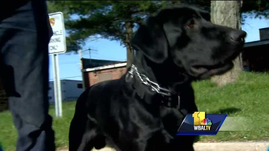 Maryland State Police are hoping to stay one step ahead of terrorists, and they are on the cutting edge of that fight thanks to some very talented creatures. It is a new era in detecting explosives as state police dogs can now sniff out bomb-making material on a person walking through a large crowd.