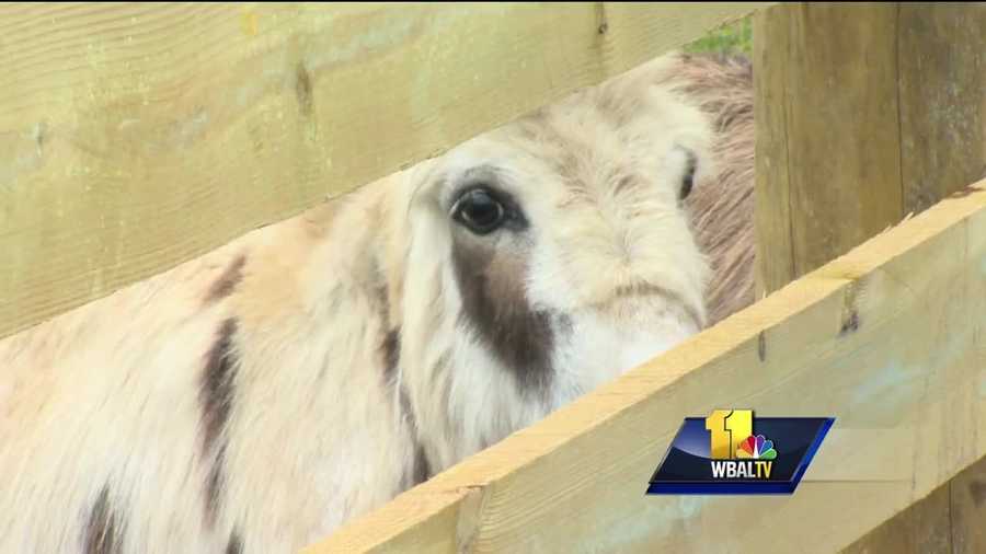 A donkey rescue is hosting an open house this weekend in Carroll County in hopes of raising matching funds to keep a grant from the American Society for the Prevention of Cruelty to Animals.