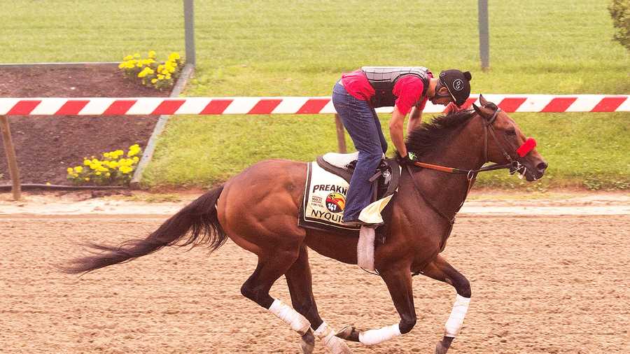 Nyquist at morning gallop