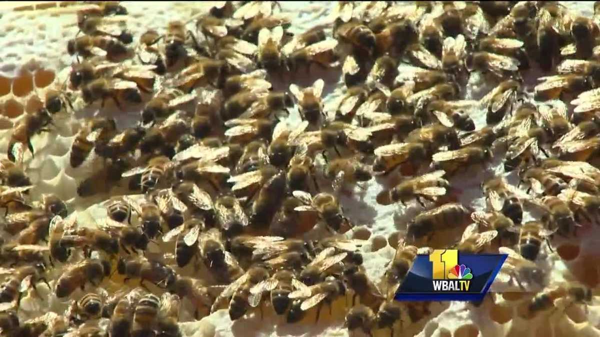 maryland bees dying in